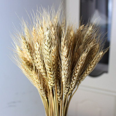 天然风干大麦麦穗干花花束开业礼品小麦橱窗干花