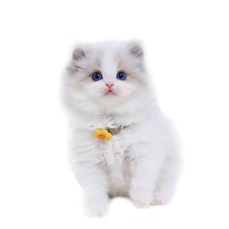 布偶猫苏州体验店赛级血统幼猫纯种蓝双海双仙仙女猫咪