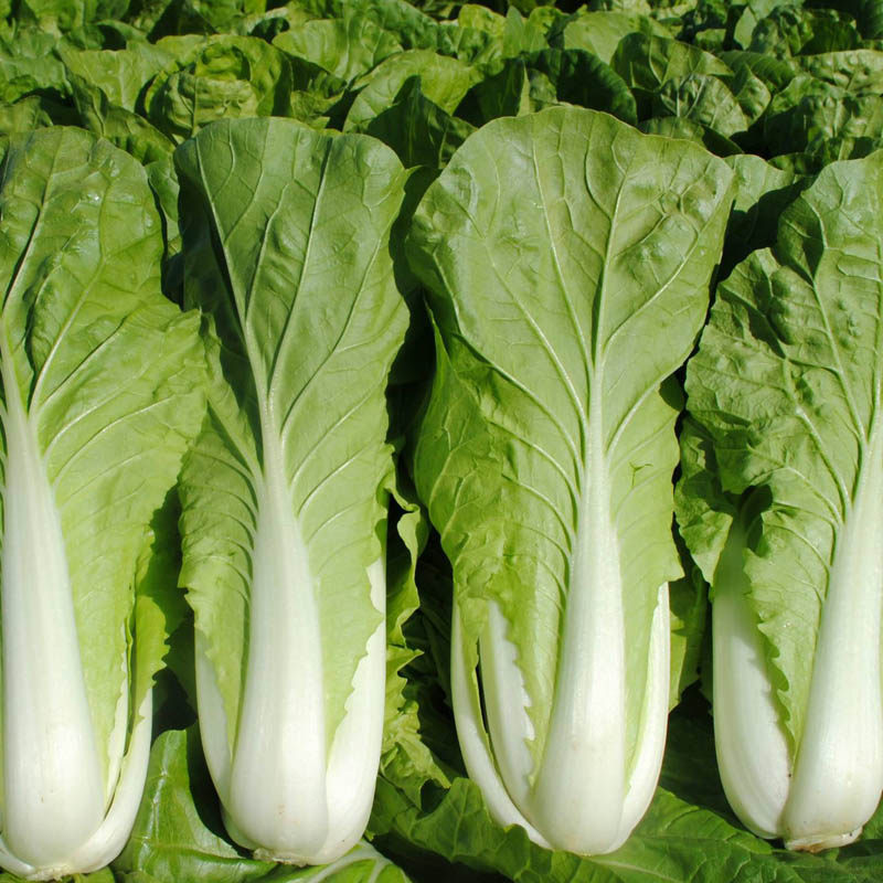 种子快菜四季速生小白菜28天收获有机蔬菜早熟家庭园艺种子