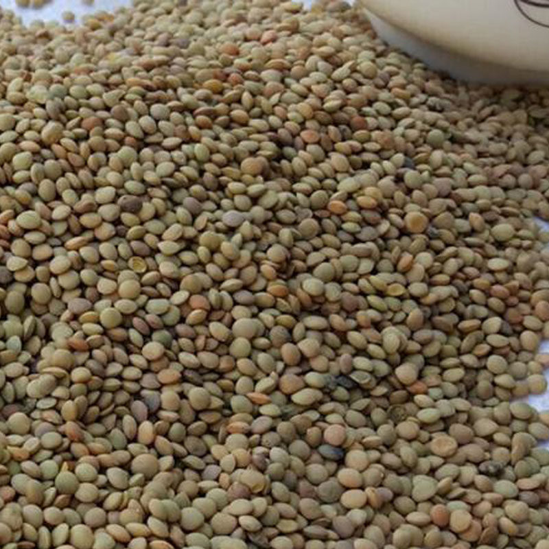 蔬菜有机芽苗菜小扁豆种籽土栽水培扁豆种子五谷杂粮家庭园艺种子