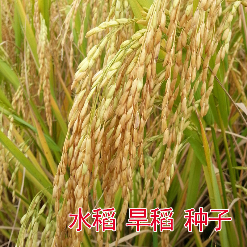 水稻谷种旱稻种子黄花占优优质高产双季大田家庭园艺种子