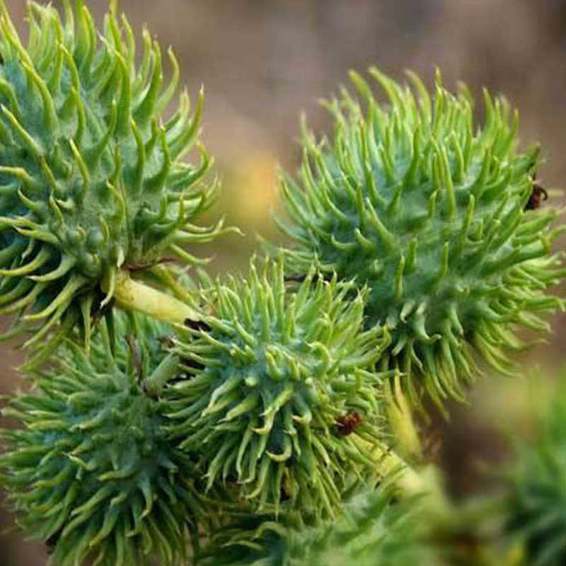 蓖麻新货野生麻子种子大麻子榨油观赏中药材麻仁家庭园艺种子