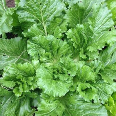 农家传统瘤瘤种籽芥菜弥陀脆嫩鲜食腌制秋播菜籽家庭园艺种子
