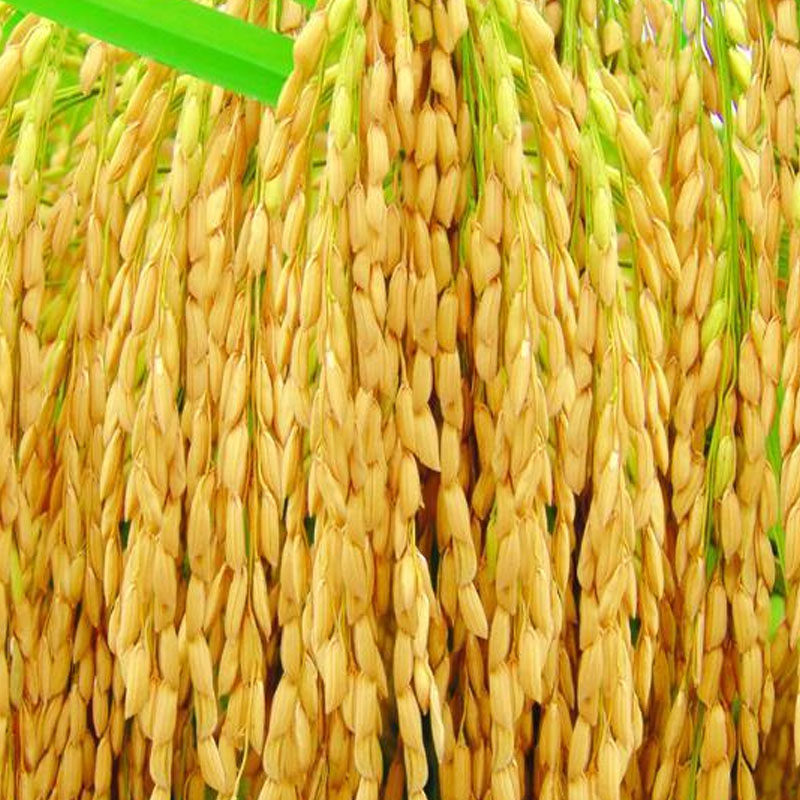 水稻谷种旱稻种子黄花占优优质高产双季大田家庭园艺种子