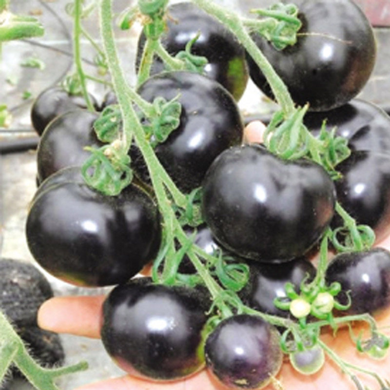 黑番茄种子黑骑士樱桃四季黑西红柿种苗种籽盆栽水果春季蔬菜种孑