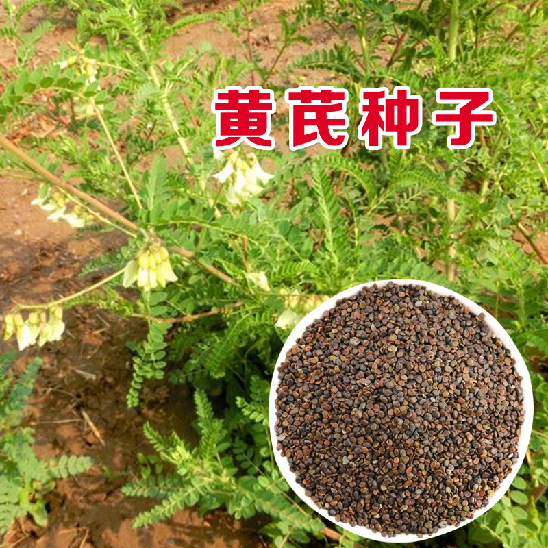 纯新中药材种苗黄芪种子子棉芪绵铁杆软秸多年生种苗