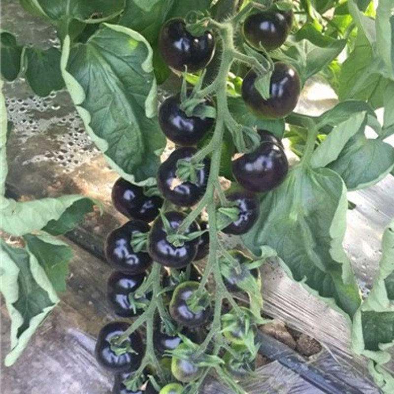 黑番茄种子黑骑士樱桃四季黑西红柿种苗种籽盆栽水果春季蔬菜种孑