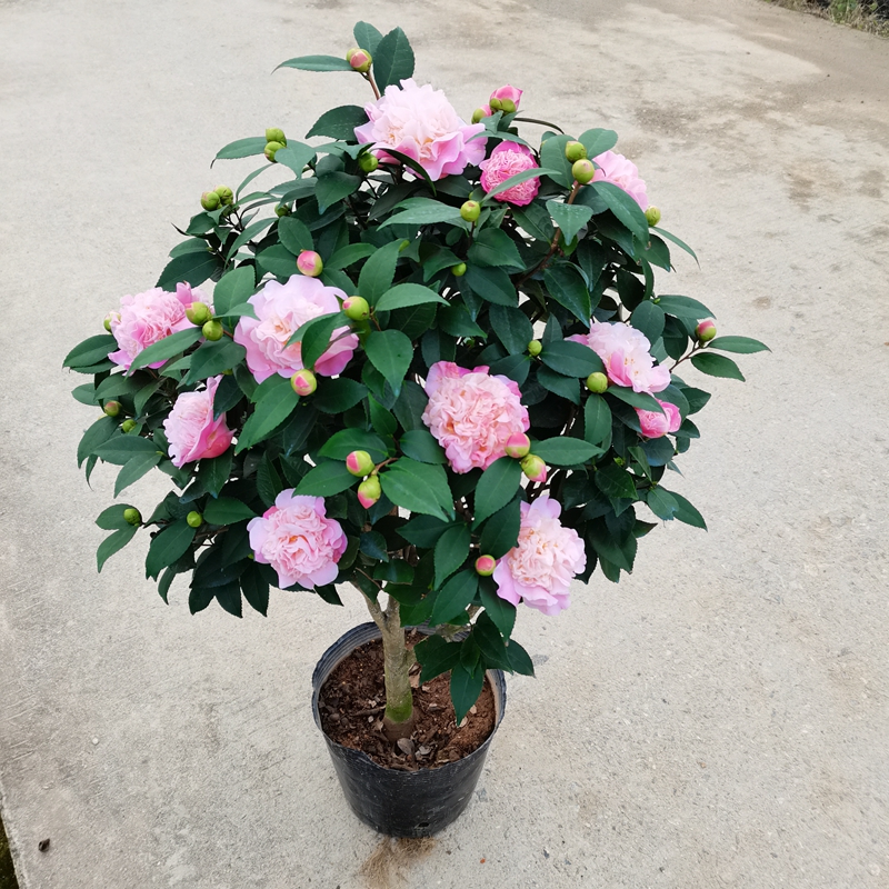 香妃茶花盆栽树苗花苞浓香香型耐寒好养阳台时令草本花卉