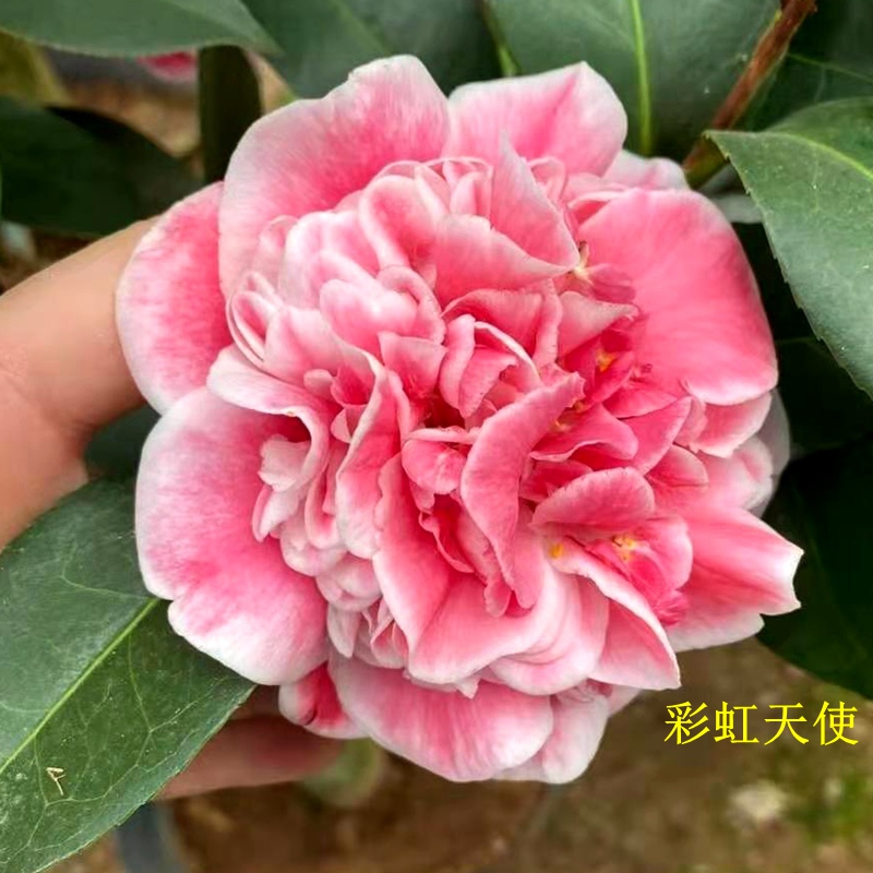 彩虹天使茶花盆栽名贵新品种稀有山茶复色牡丹花卉