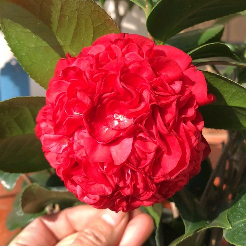 瀑布山茶花盆栽树苗火焰红色树形硬朗粗壮带大时令草本花卉