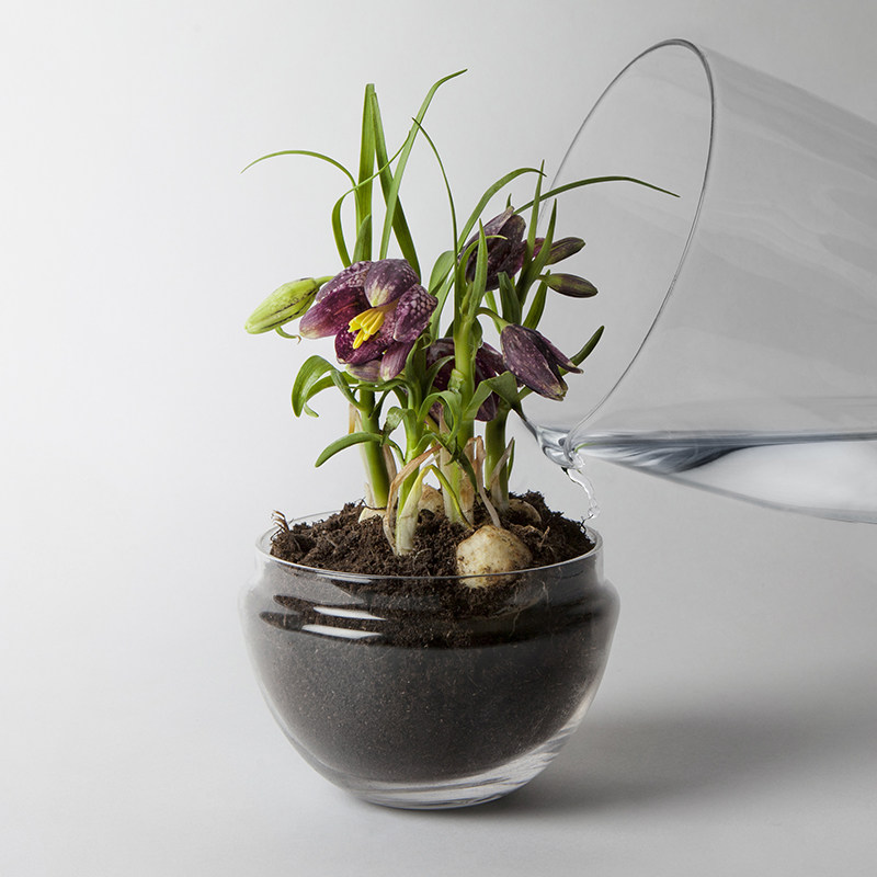 瑞典designhouse玻璃罩景观生态摆件透明绿植植物装饰摆件