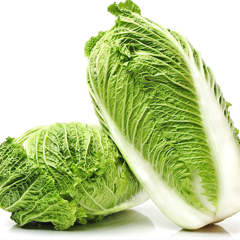 北京菜籽种子蔬菜春季秋季四季白莱大白菜京新家庭园艺种子