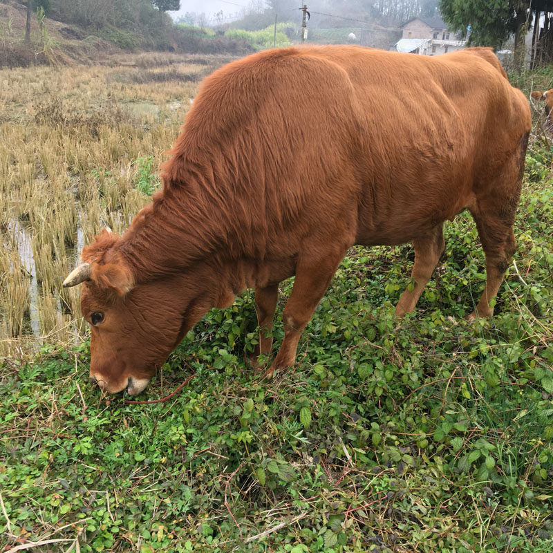 炒卤现杀农家放养土黄黄牛新鲜牛肉前腿后腿生牛肉