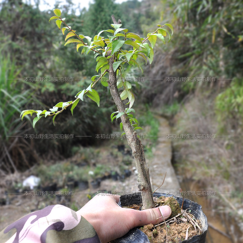 乌饭果树蓝莓嫁接染菽乌桐树小盆景野果米饭果树