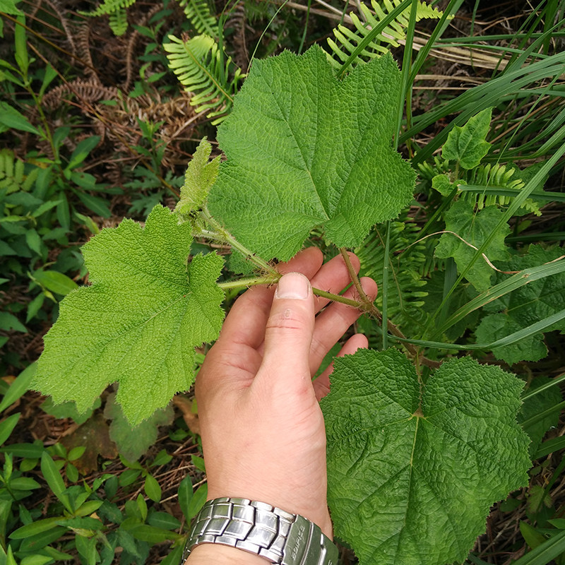 野生野果大乌泡苗六月泡黄泡老牛泡马莓倒生根糖泡粗叶悬勾子果树