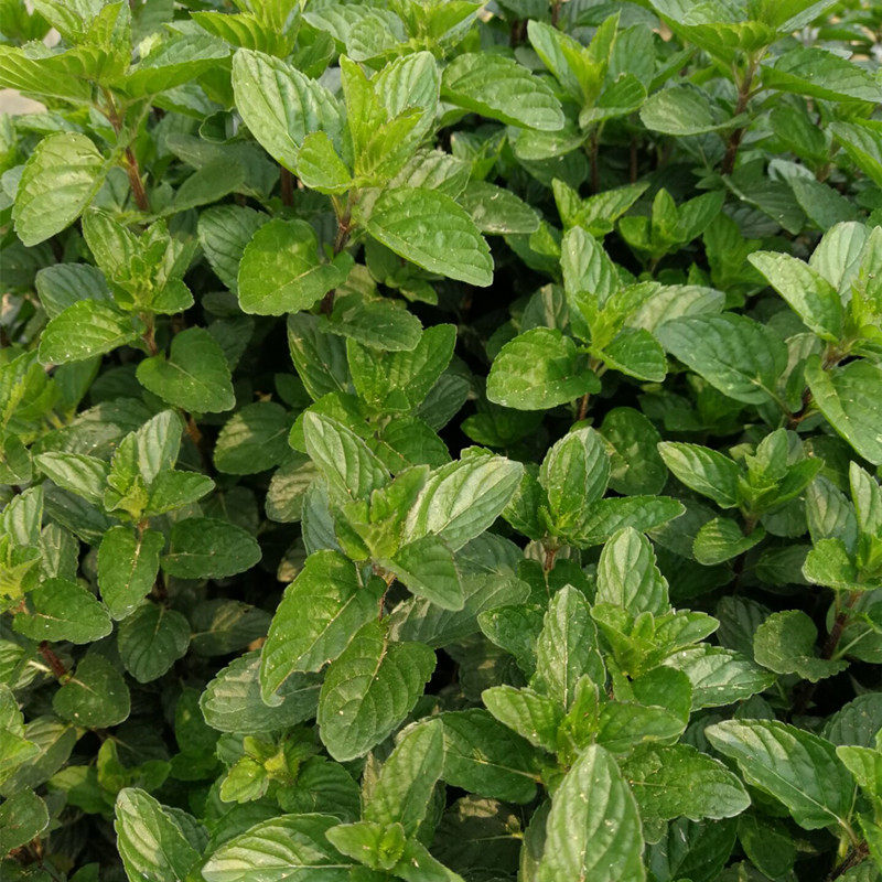 薄荷新鲜荷叶胡椒椒样可食可食用用做纯露烘茶纯露