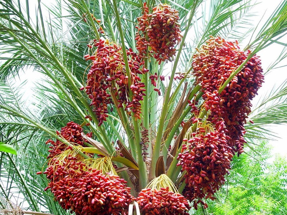 椰枣新疆优质黄金蜜枣沙特进口坚果全新销量纸皮