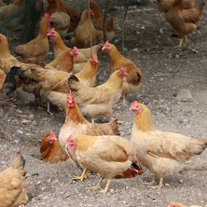 农家散养老母鸡正宗土鸡月子鸡走地鸡柴鸡笨鸡现杀整只新鲜生鸡肉