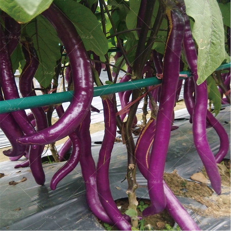 杭茄一号种籽 茄子种子高产杂交抗病细长40厘米紫长茄