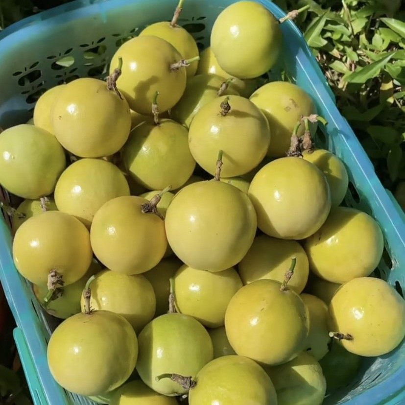 农产鸡蛋果当季金果黄金果种植新鲜自家超大包邮百香果