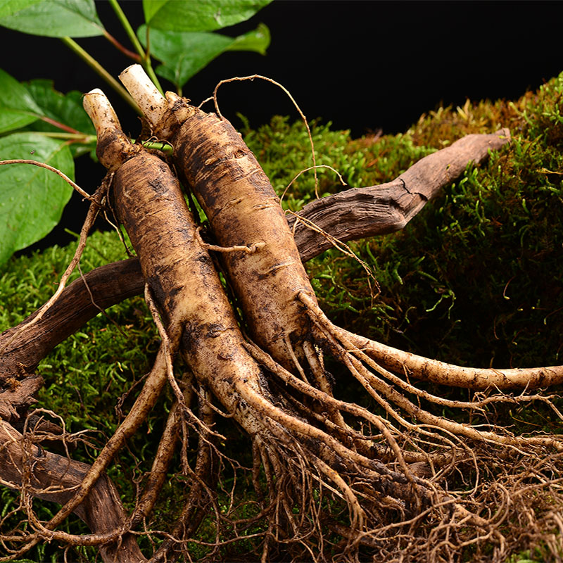 森行吉林东北鲜人参 长白山新鲜野山参500g整枝带土泡酒保鲜白参