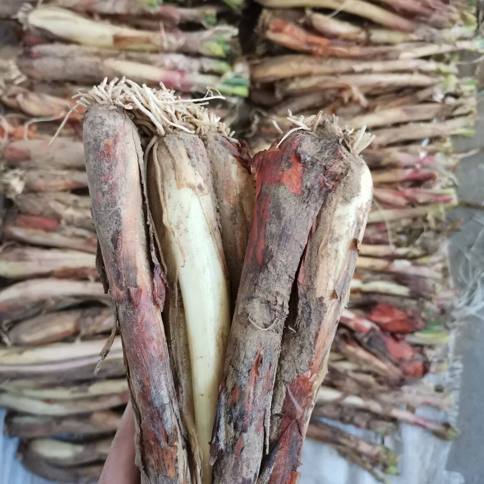 正宗陕北红葱去须去叶农家自产羊肉调料绥德葱类