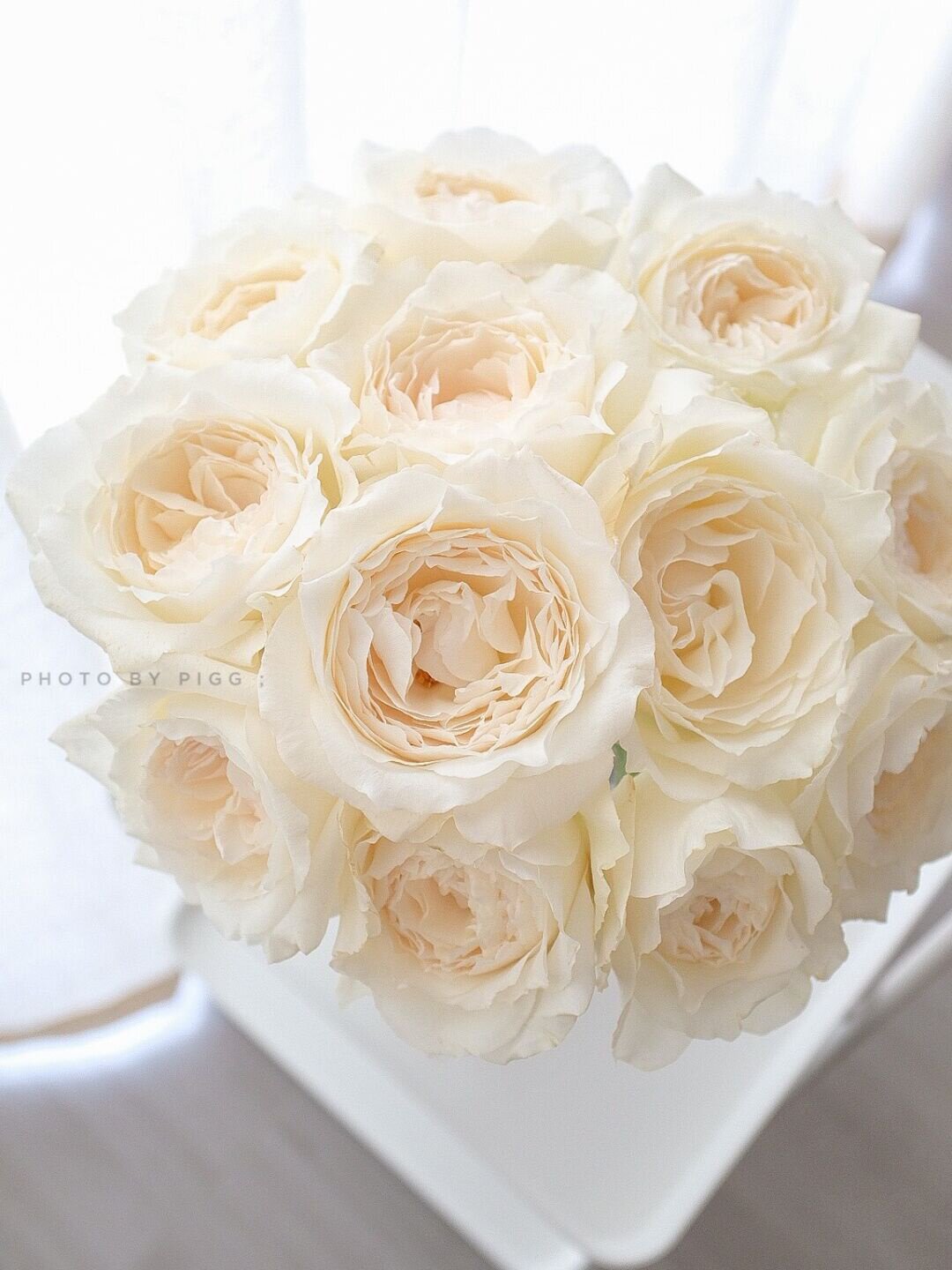 日本耐寒室外阳台庭院雅色美雪高雅色白色粉色月季