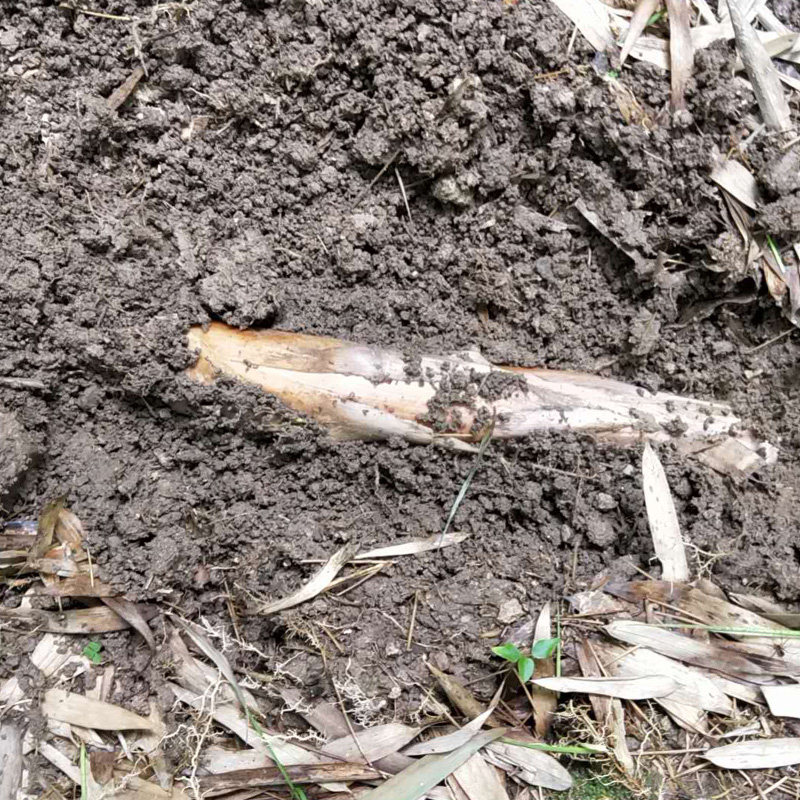 浙江新鲜蔬菜5斤现挖野生马鞭夏季竹笋边笋竹笋