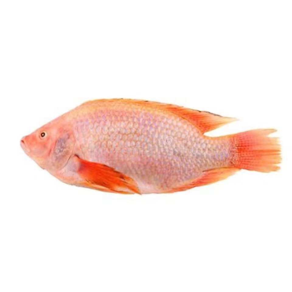 优质罗非鱼彩虹鲷鱼非洲鲫鱼观赏鱼珍珠腊鱼鱼苗鱼