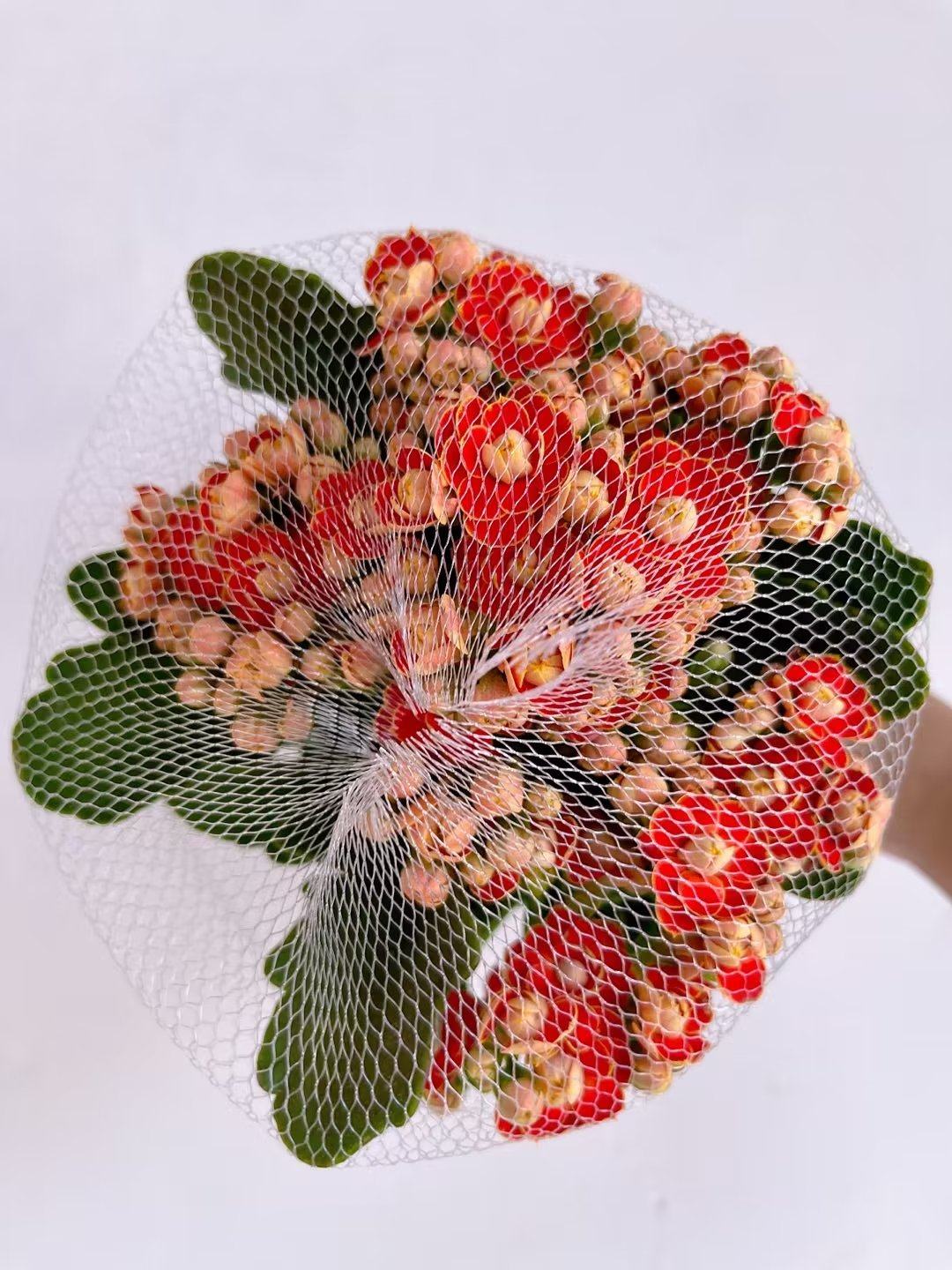 长寿金狐狸花大花朵盆栽重瓣稀有新品种进口巴黎时令草本花卉