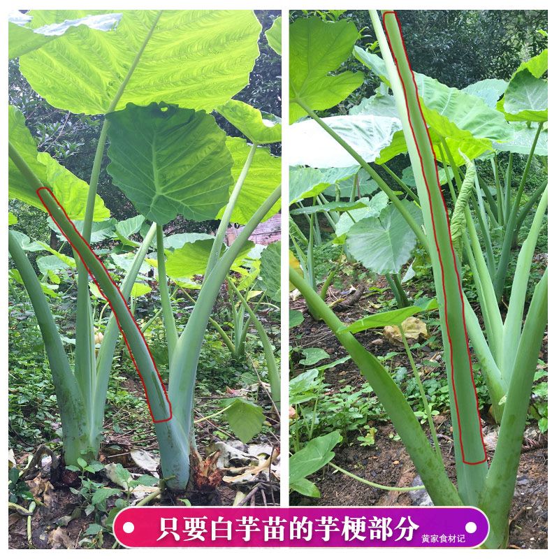 桂林林白芋苗500克芋梗芋头苗芋苗梗杆干芋蒙其它干货