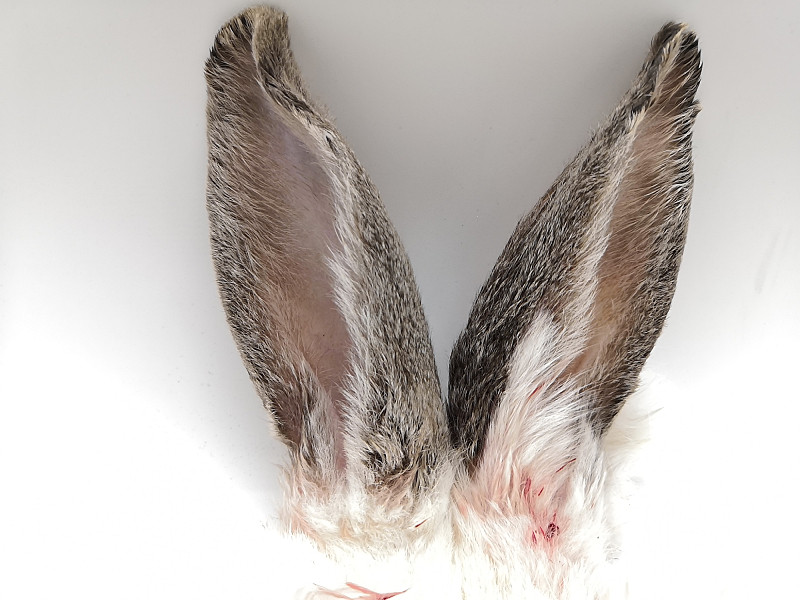 新鲜现杀兔耳朵健康活兔带毛兔子耳朵猫咪宠物其它生肉制品