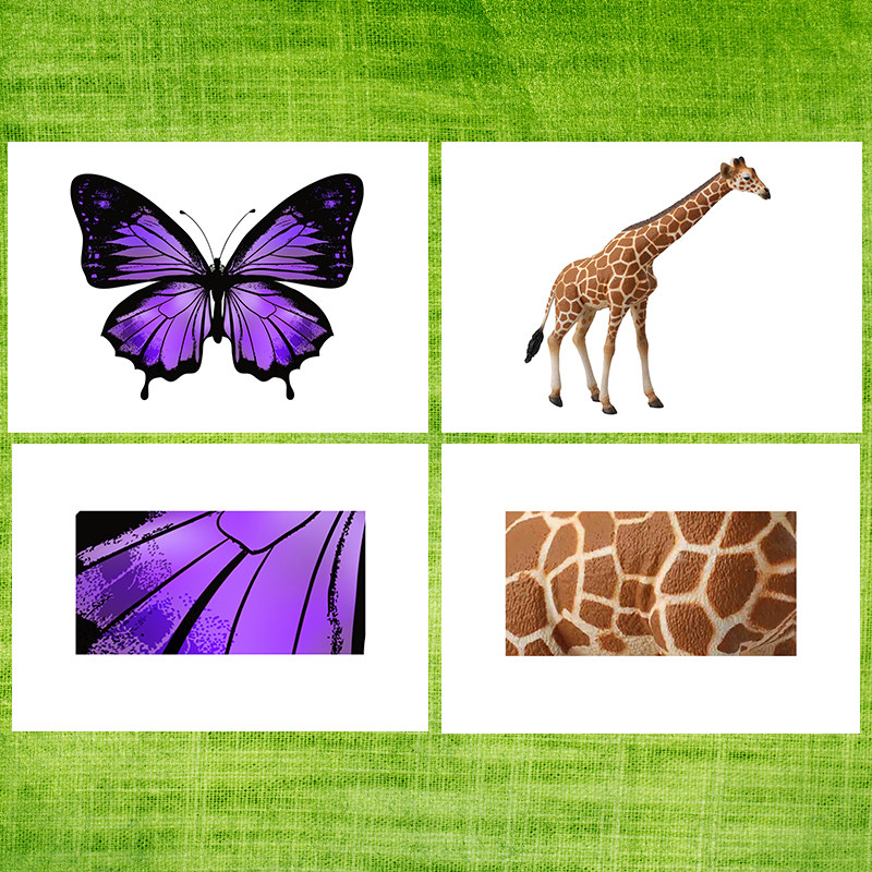 动物尾巴花纹配对自闭症孤独症康复训练教具儿童玩具挂图