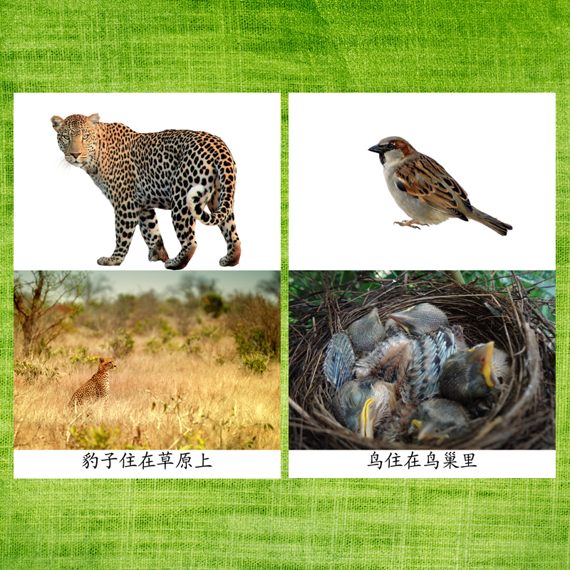 动物住在哪里认知卡自闭症训练卡片孤独症儿童语言aba早教塑封卡