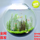 Hydroponic green dill home green plants gardening acrylic wall stickers flower arrangement vase aquatic plants gardening earthy flower pot Hydroponic green dill home green plants gardening acrylic wall stickers flower arrangement vase aquatic plants gardening earthy flower pot
