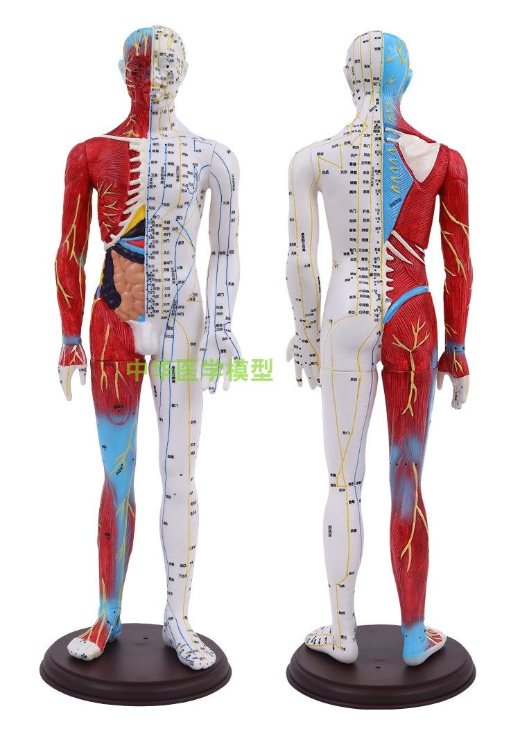 模型刻字超高高清晰人体穴位针灸按摩教学60cm其他模型玩具