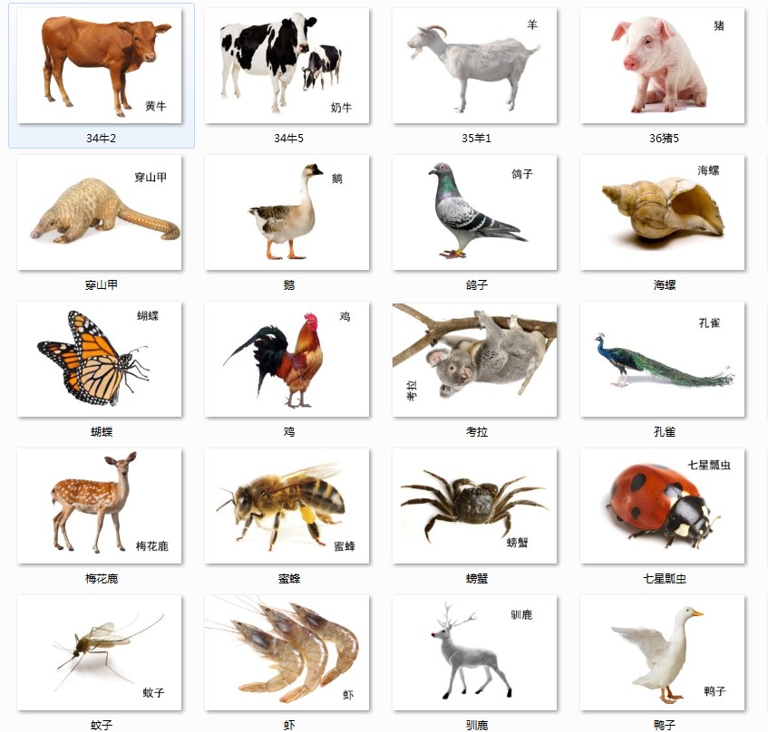 500种动物名称图片图片