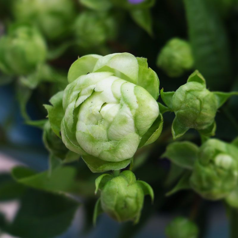 品种绿色花朵阳台花园盆栽绿植室内花卉 新奇 闪电月季 新品日月