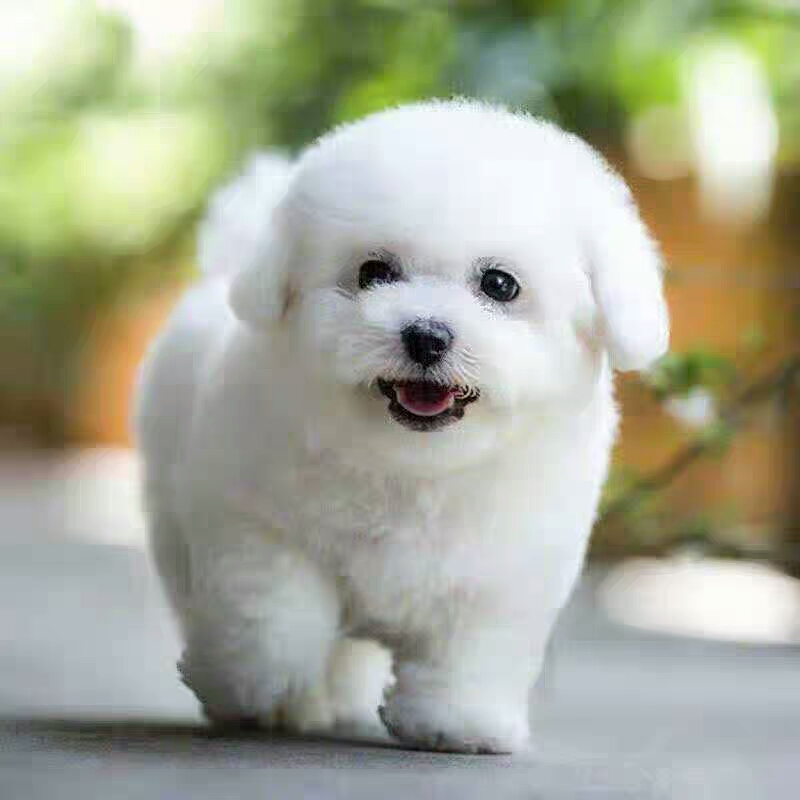 纯种比熊犬幼犬活体茶杯白色泰迪小型小体不大狗狗