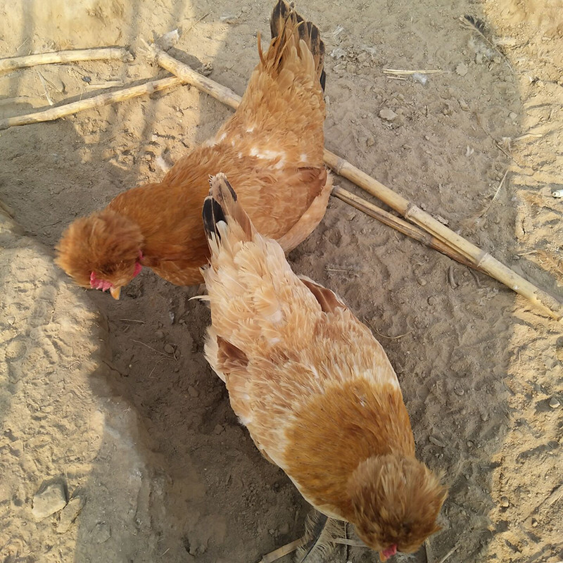 北京油鸡鸡蛋种蛋受精蛋柴鸡种蛋可孵化小鸡的种蛋30枚顺丰包邮