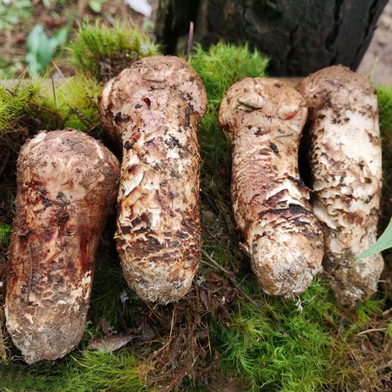 松茸新鲜500g香格里拉鲜松茸菌1013cm云南特产野生新鲜松茸