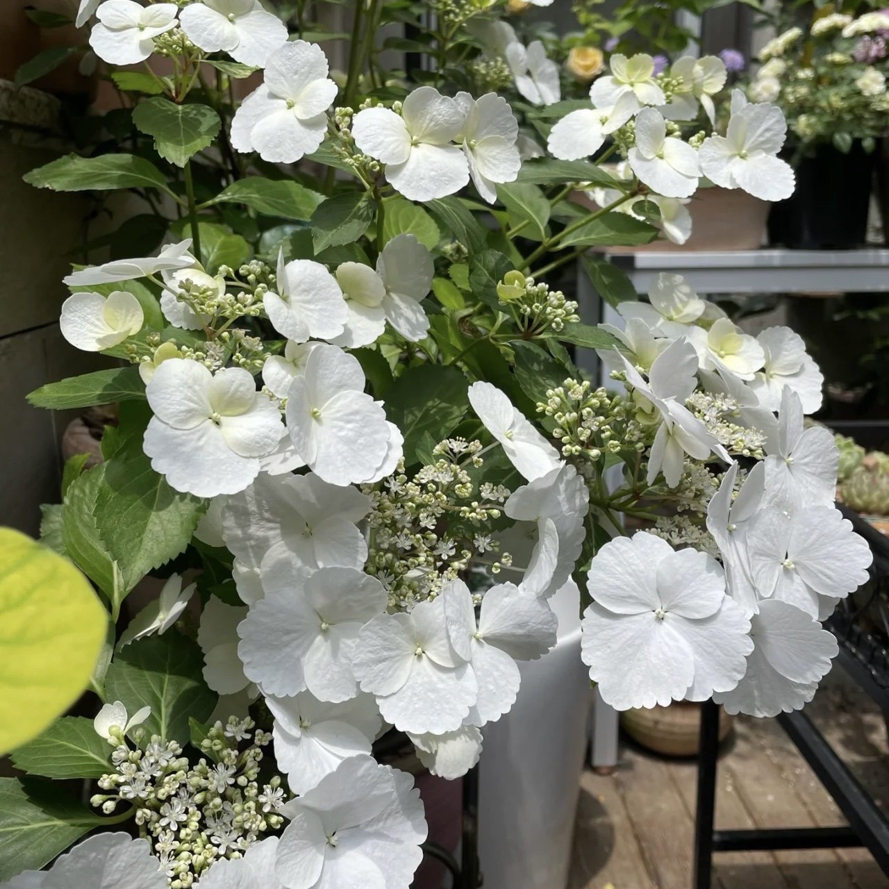 白色粉色落跑新娘垂吊爬藤绣球花期超长四季观叶