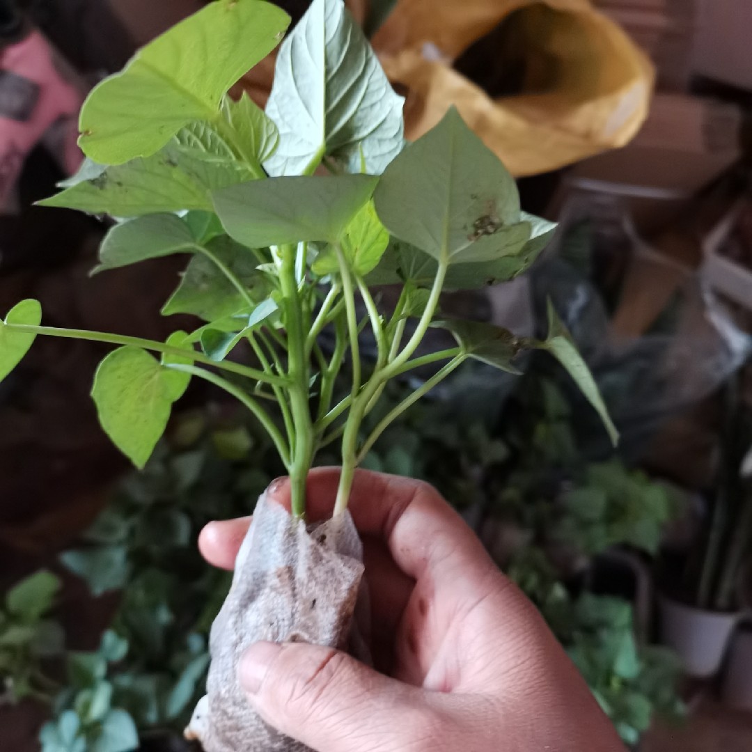 杯苗番薯庭院红薯叶红薯种植植苗地瓜屋顶绿植绿植