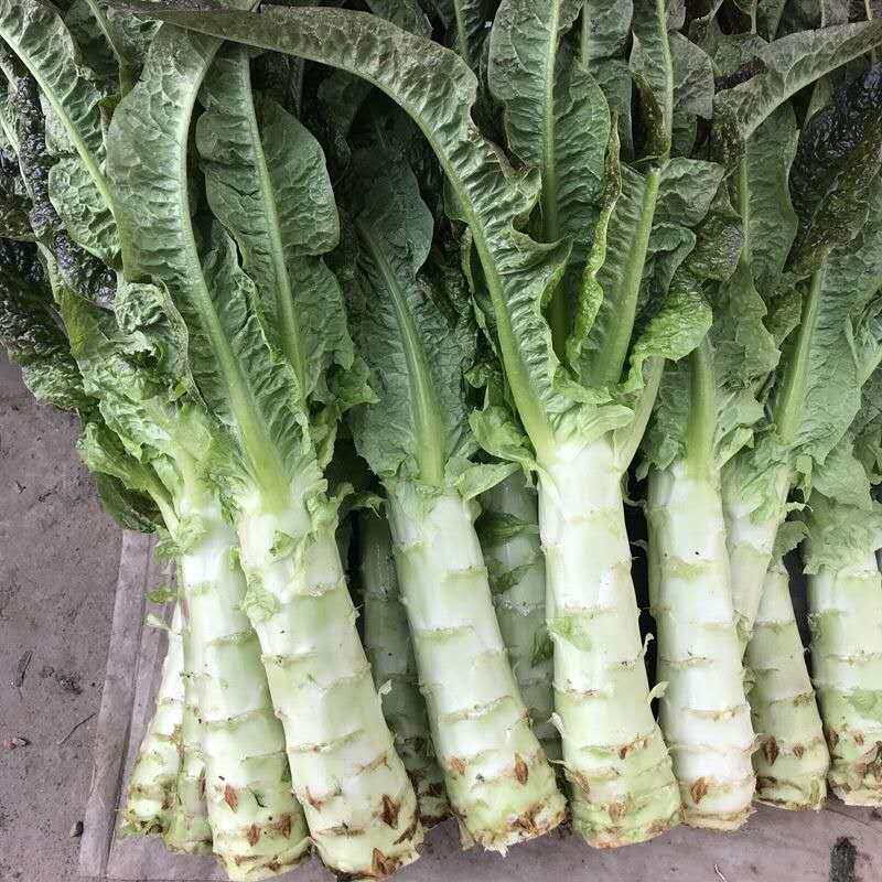 农家自种露天蔬菜新鲜莴笋紫叶青窝笋莴苣芦笋现挖现发5斤包邮