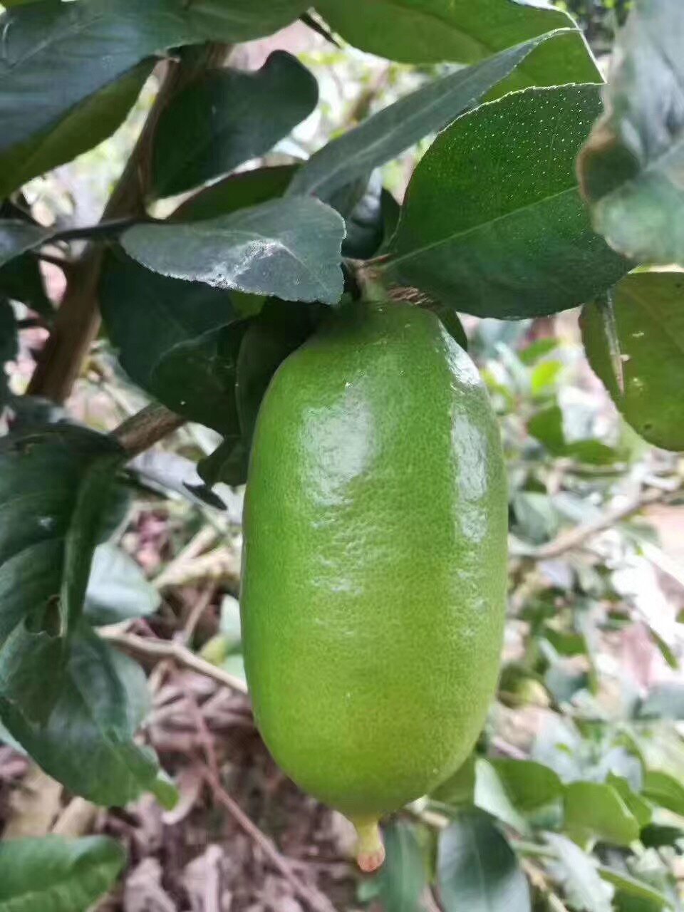 四季柠檬果树苗无核四季青青柠檬台湾香水柠檬盆栽果树