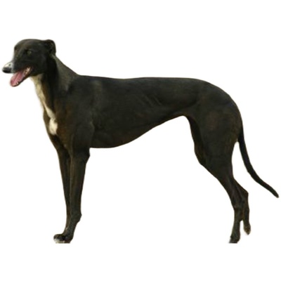 格力犬幼纯种灵缇犬惠比特犬细成年全活猎兔活体猎犬养殖畜牧