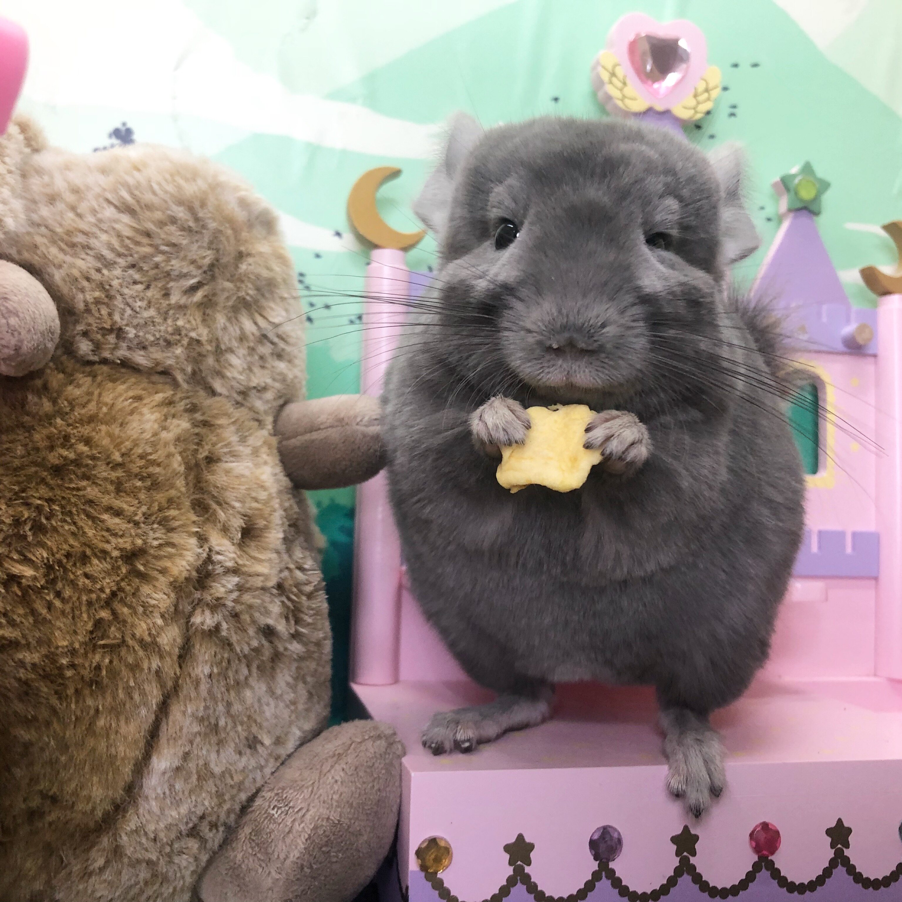 【大婶龙猫】活物活体活的自家繁殖宝宝标灰银斑宠物迷幼崽米色