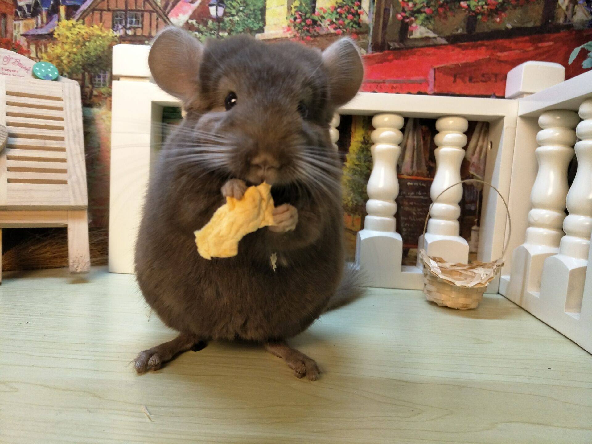 【大婶龙猫】自家繁殖活体龙猫 龙猫宝宝 2个月深咖龙猫