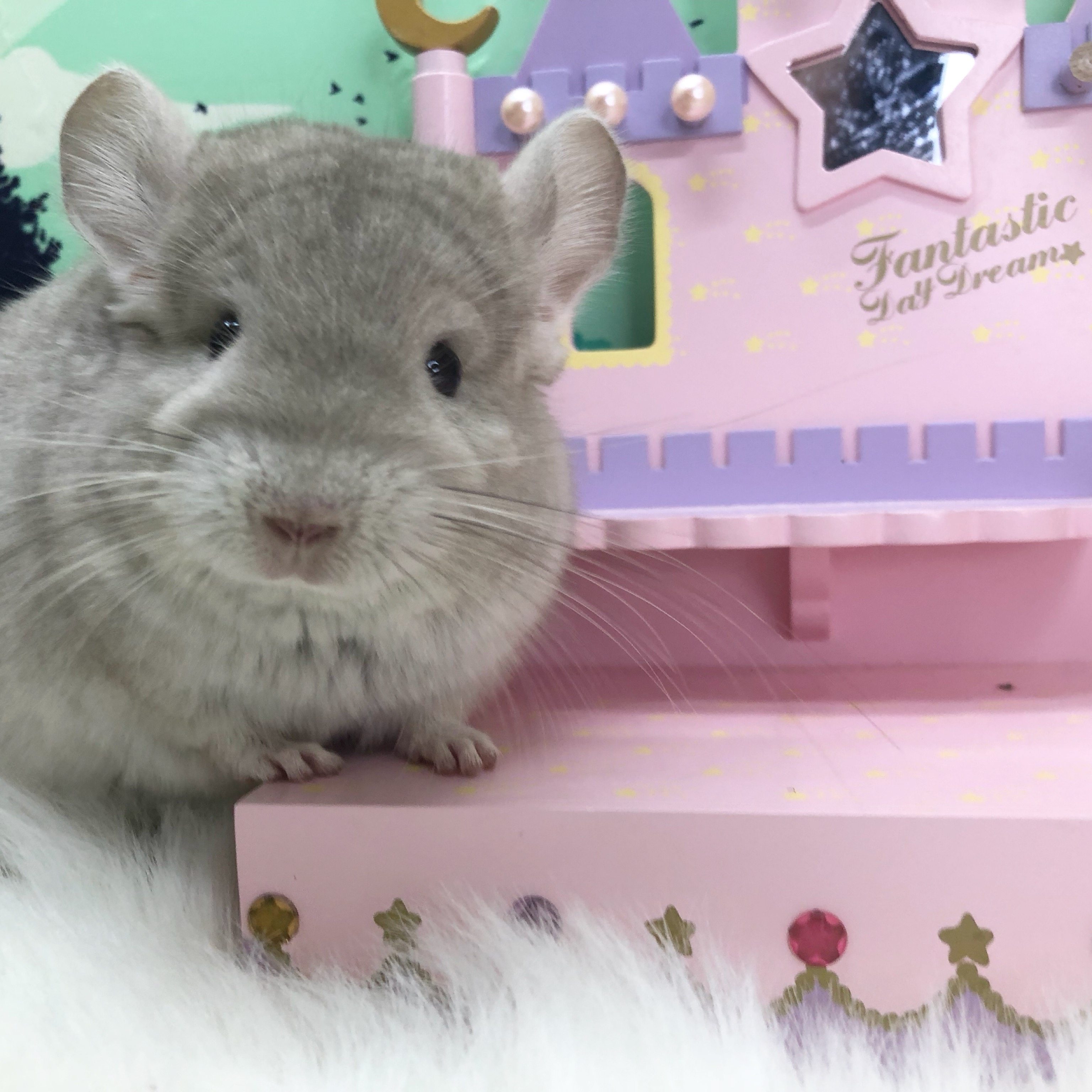 【大婶龙猫】活物活体活的自家繁殖宝宝标灰银斑宠物迷幼崽米色