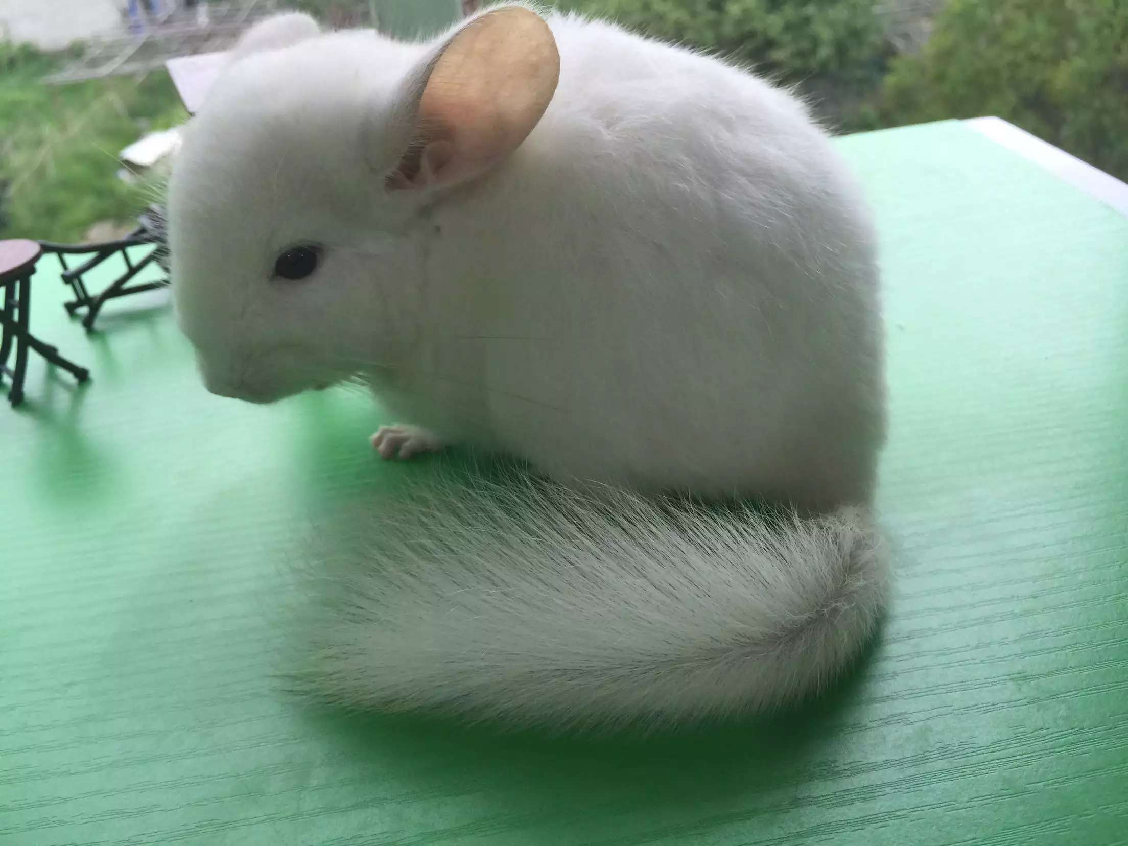 血轮眼金色龙猫粉白龙猫金色龙猫金粉色龙猫龙猫宝宝活体包运